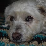 dog portrait