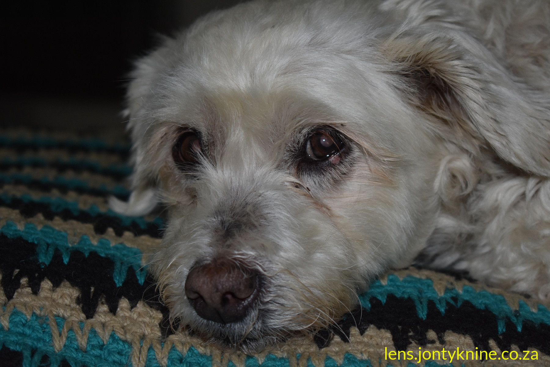 dog portrait