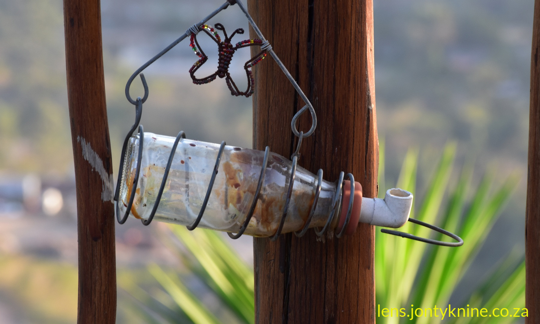 The bird water