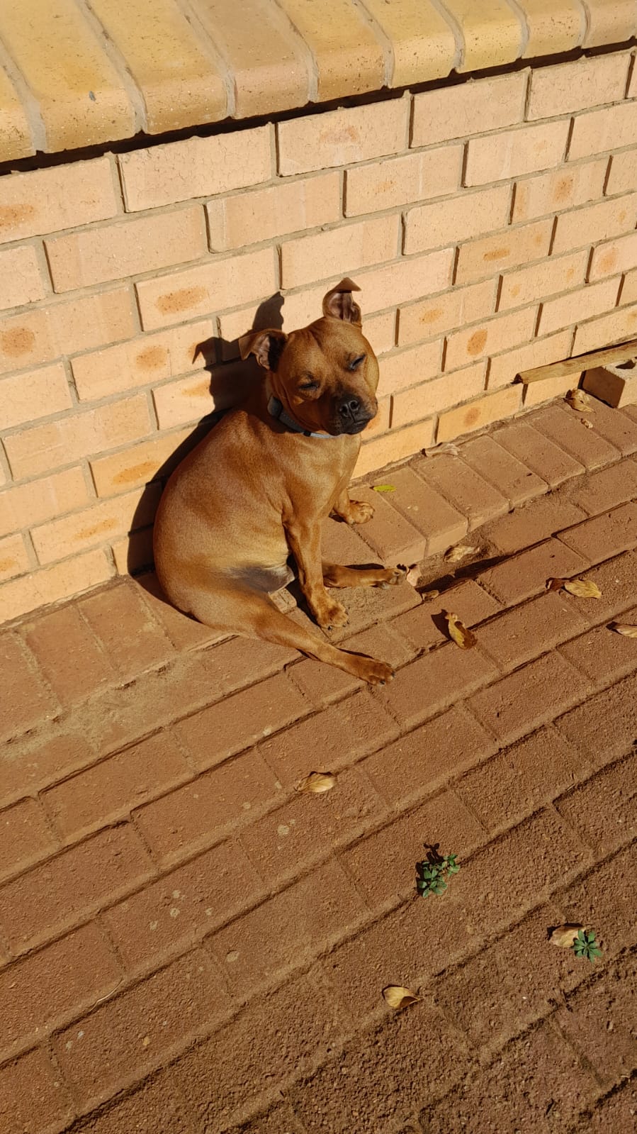 Dog day afternoon
