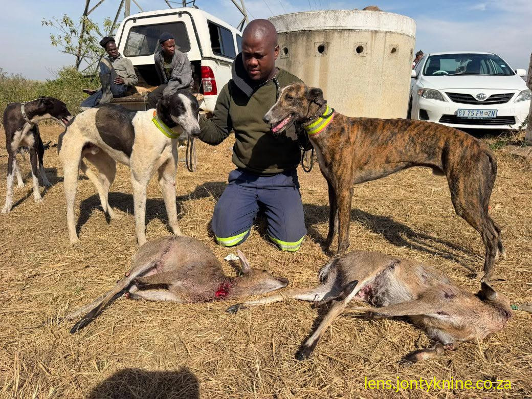 Hunting dogs