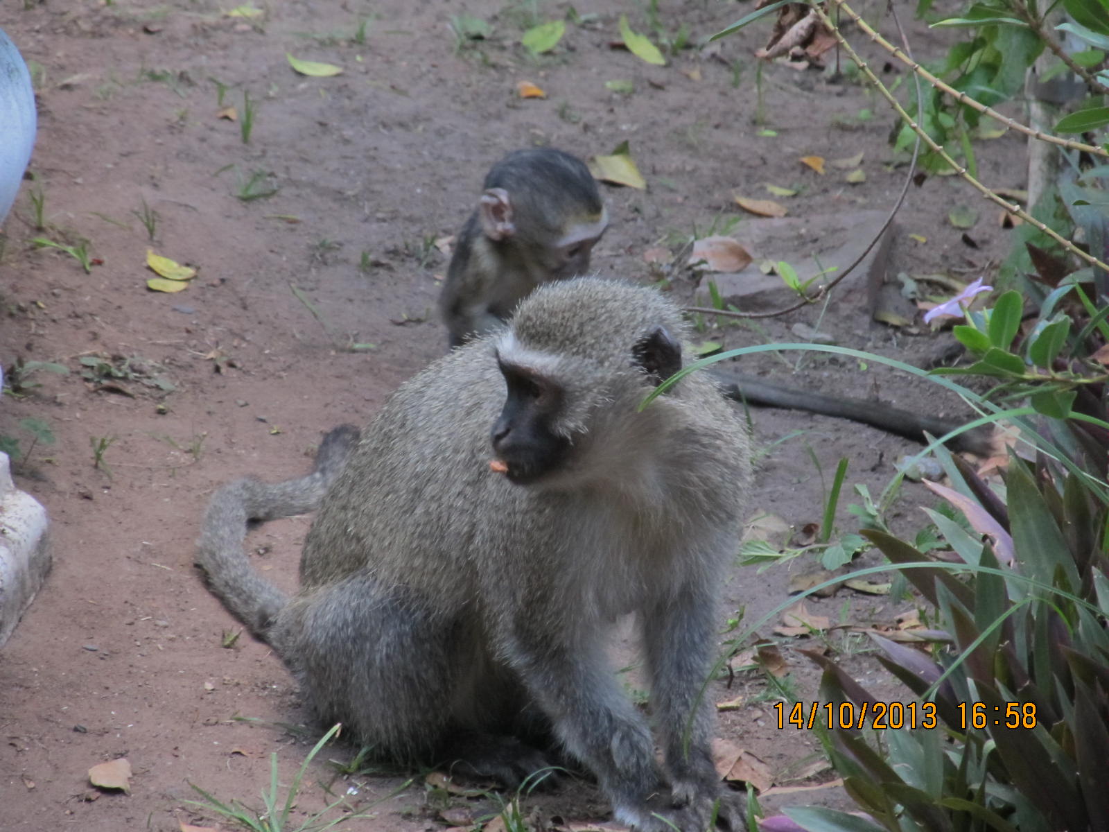 Vervet monkeys