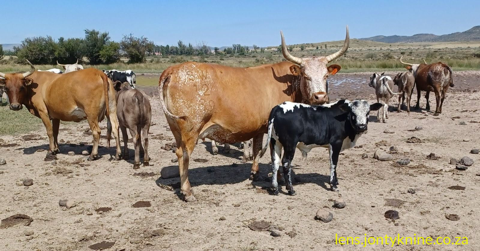 Nguni Cows