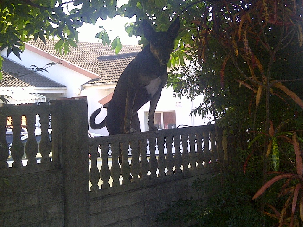 Nosey Neighbors