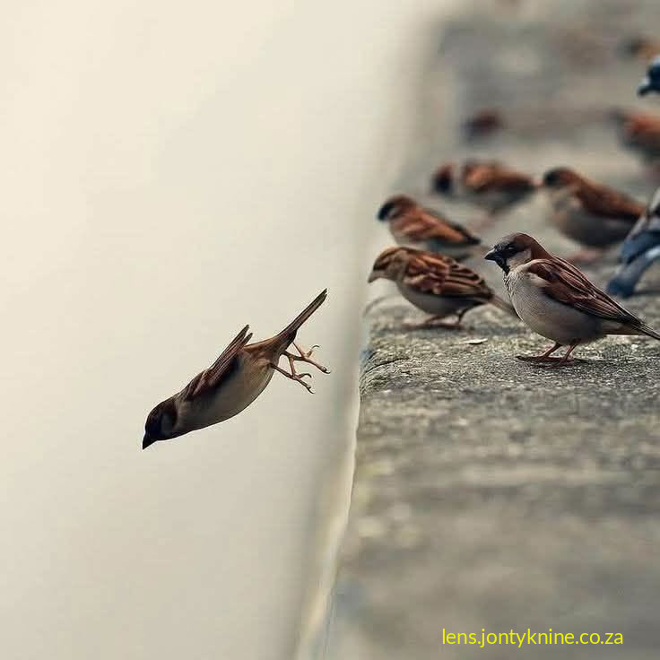 Take the leap