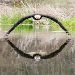 perfect symmetry