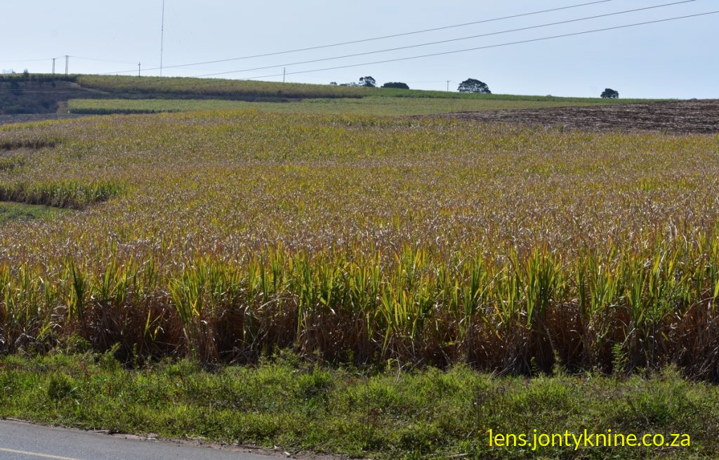 Eston KZN