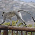 Vervet monkey