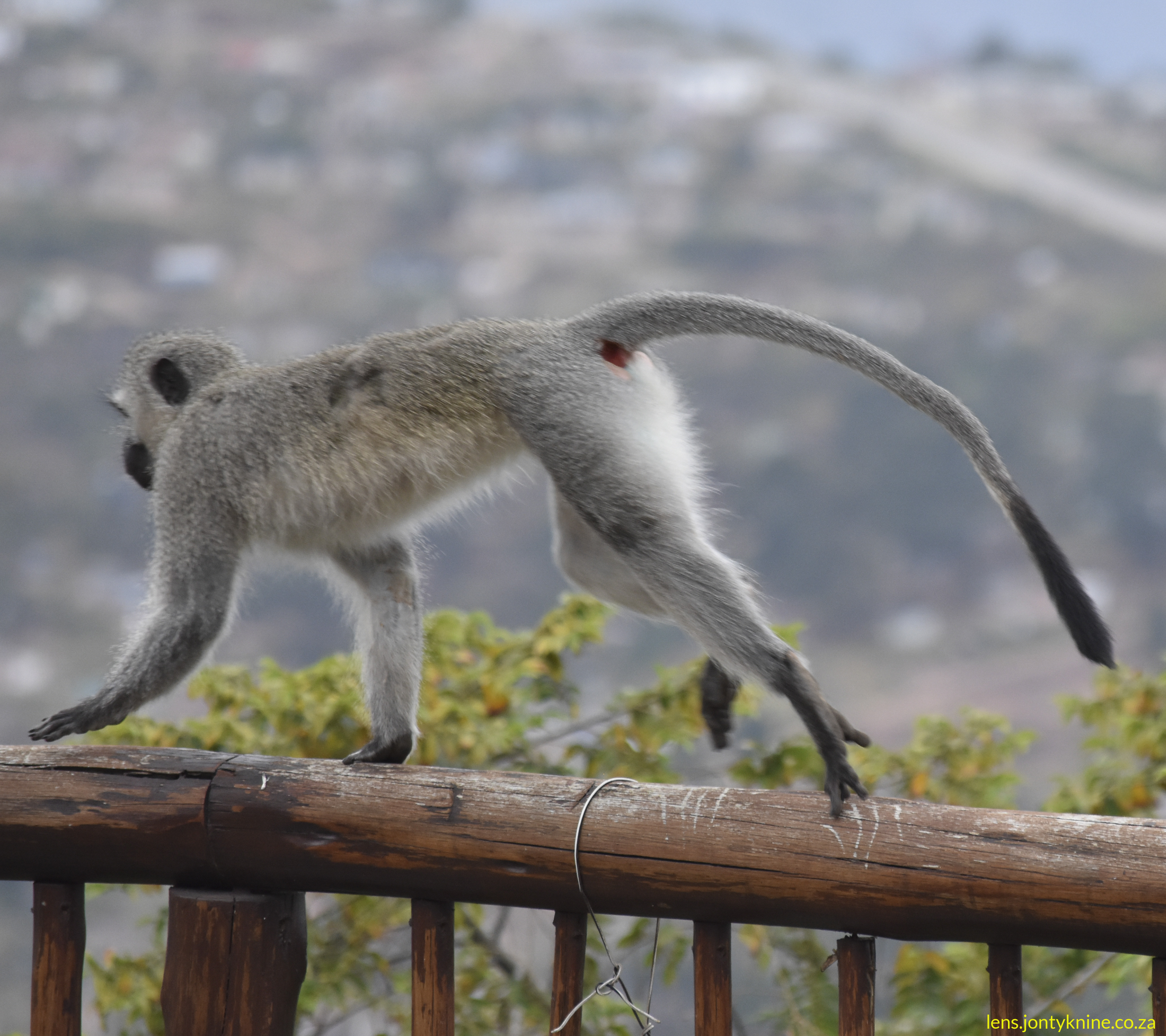 Vervet monkey