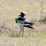 Blacksmith Lapwing (also called Blacksmith Plover), Vanellus armatus.