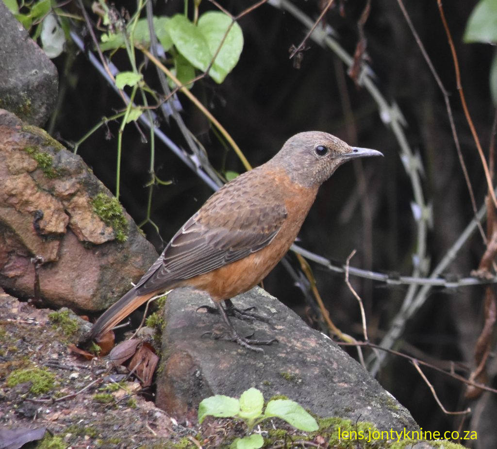 Cape Rock-Thrush (Monticola rupestris), specifically a female (or possibly an immature).
