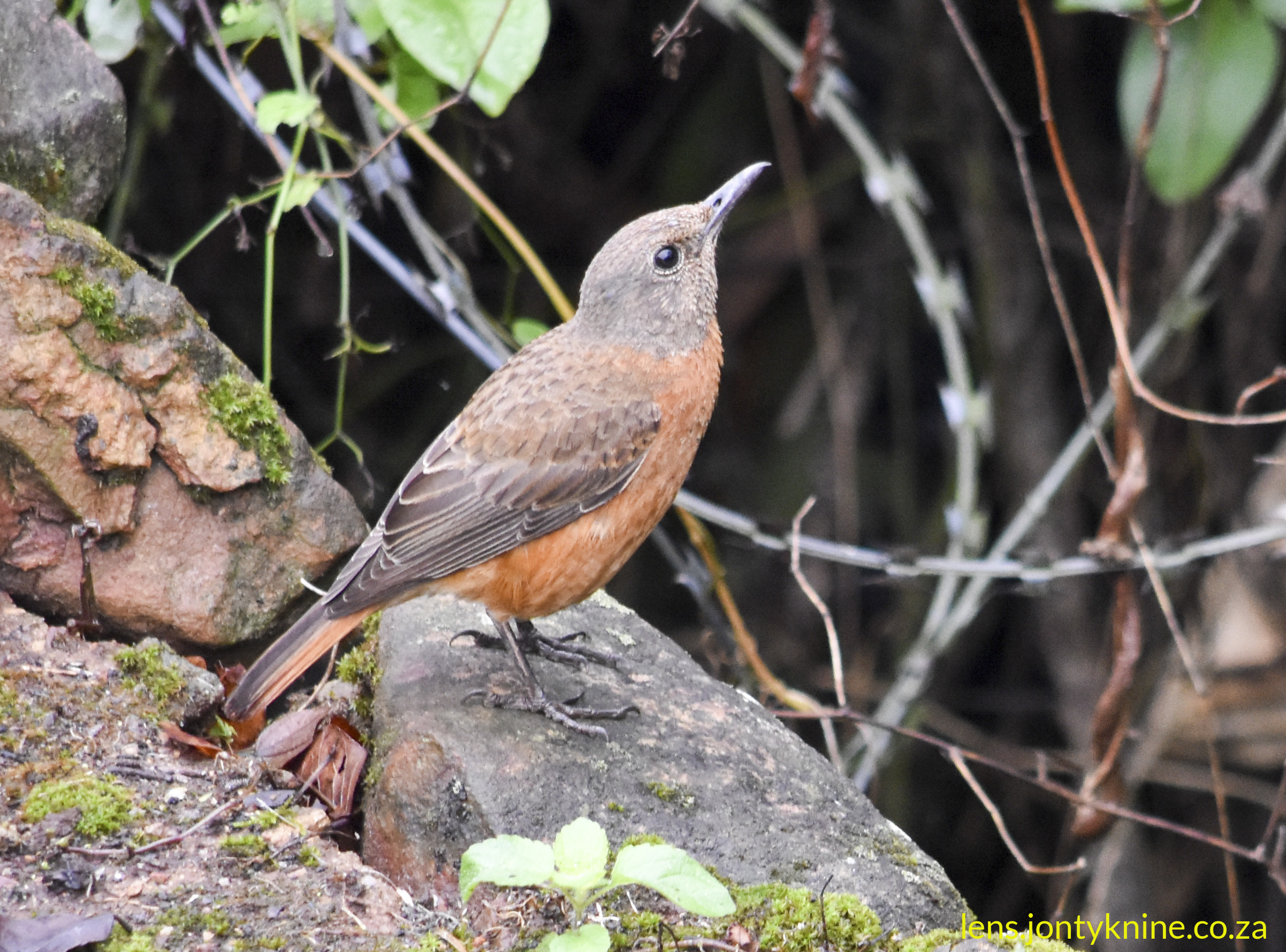 Cape Rock-Thrush (Monticola rupestris), specifically a female (or possibly an immature).