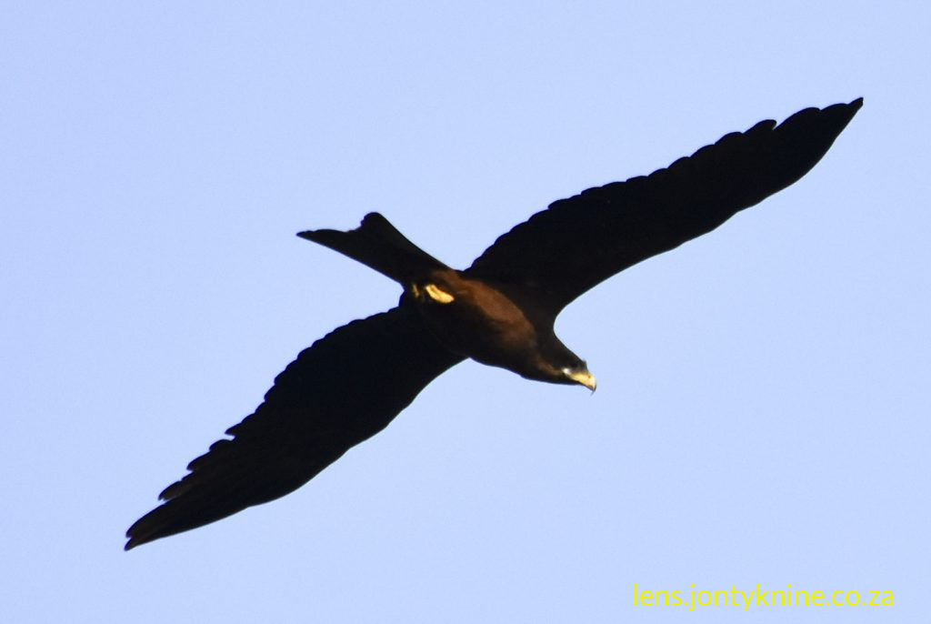 Yellow-billed Kite (Milvus aegyptius), an adult.