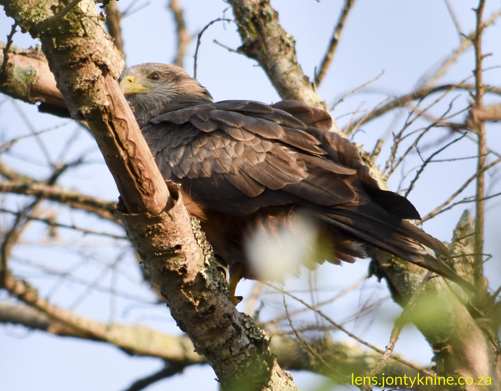 Yellow-billed Kite (Milvus aegyptius), an adult.