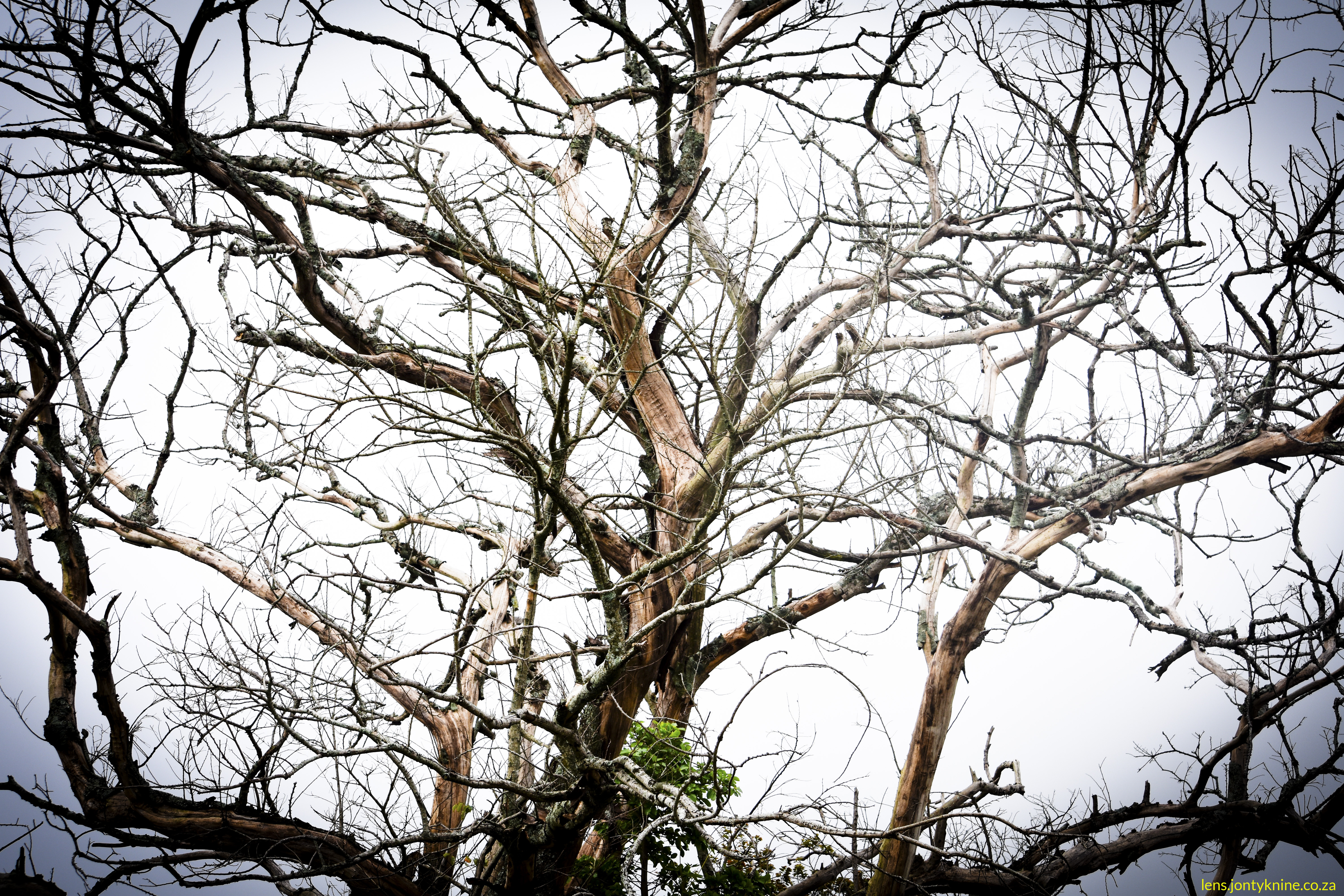 The old tree