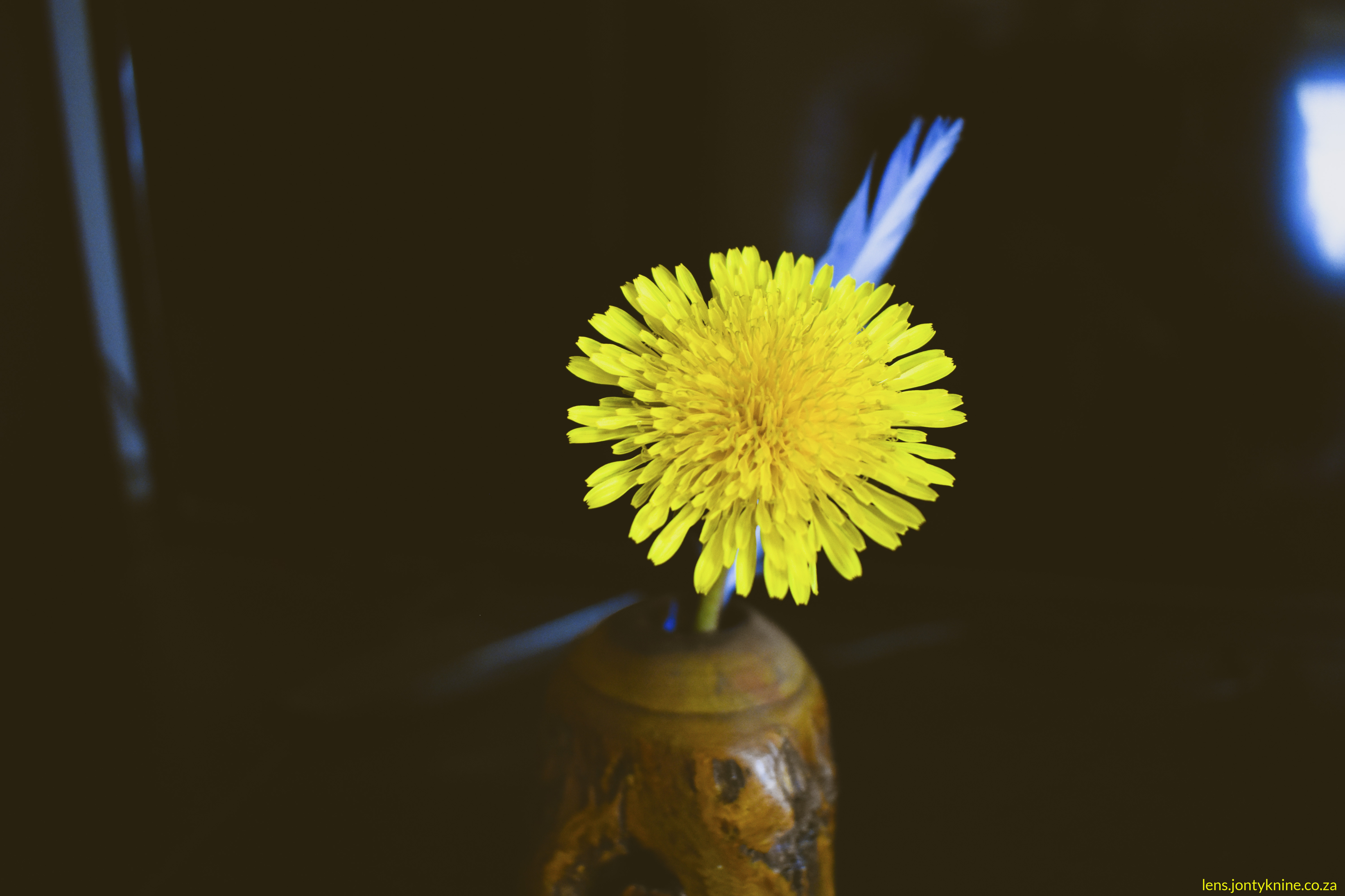 dandelion (Taraxacum officinale).
