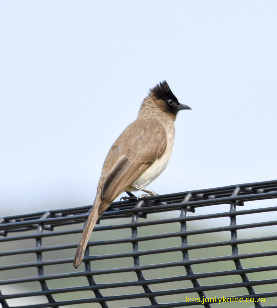 Dark-capped Bulbul (Pycnonotus tricolor), also commonly called the Black-eyed Bulbul or (in some older or regional contexts) a form of the Common Bulbul.
