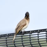 Dark-capped Bulbul (Pycnonotus tricolor), also commonly called the Black-eyed Bulbul or (in some older or regional contexts) a form of the Common Bulbul.