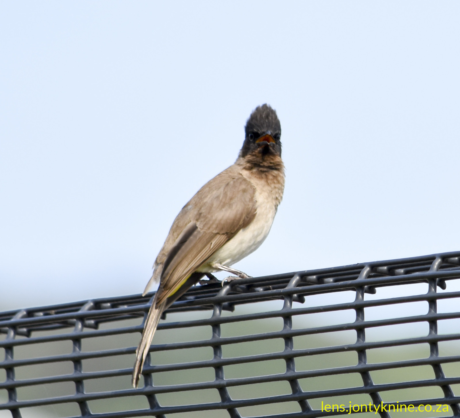 Dark-capped Bulbul (Pycnonotus tricolor), also commonly called the Black-eyed Bulbul or (in some older or regional contexts) a form of the Common Bulbul.