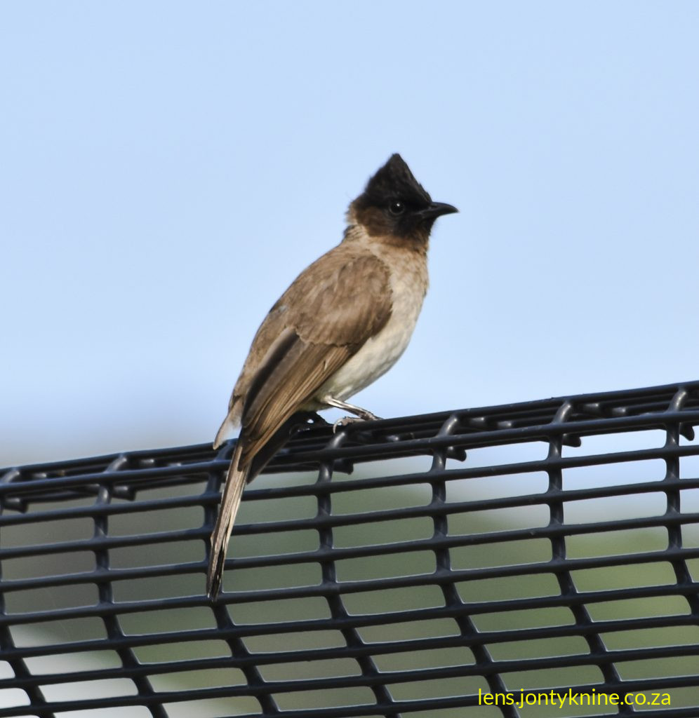 Dark-capped Bulbul (Pycnonotus tricolor), also commonly called the Black-eyed Bulbul or (in some older or regional contexts) a form of the Common Bulbul.
