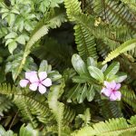 Madagascar periwinkle