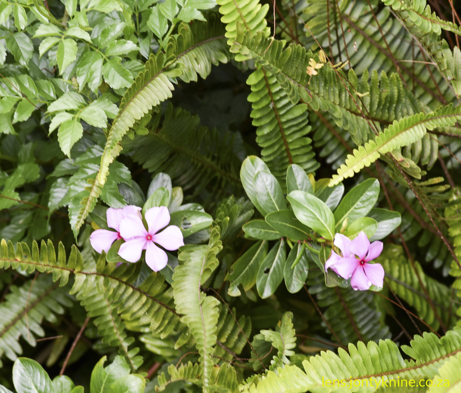 Madagascar periwinkle