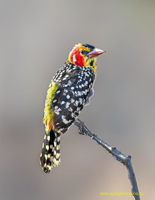 Red-and-Yellow Barbet