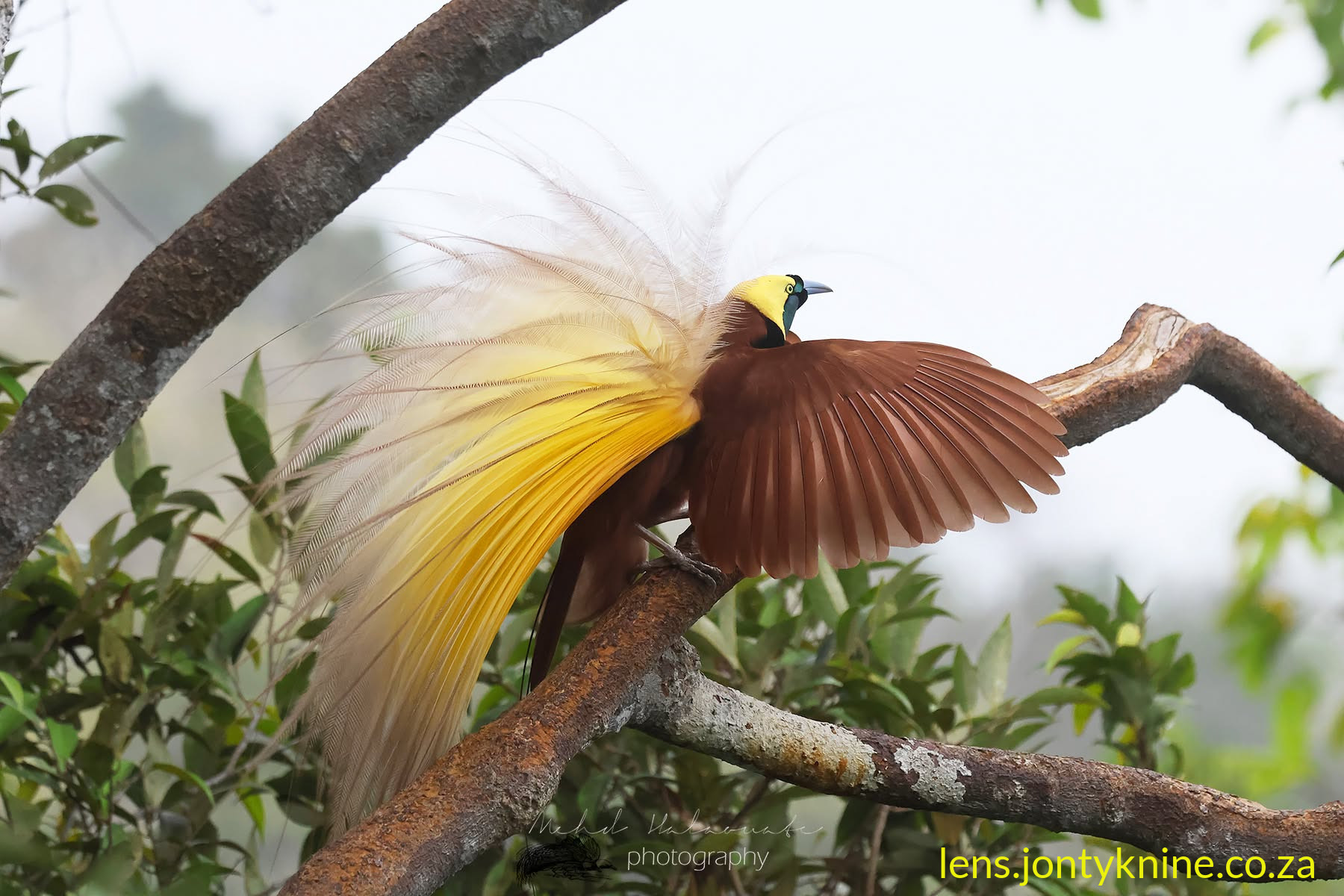 the Greater Bird-of-paradise